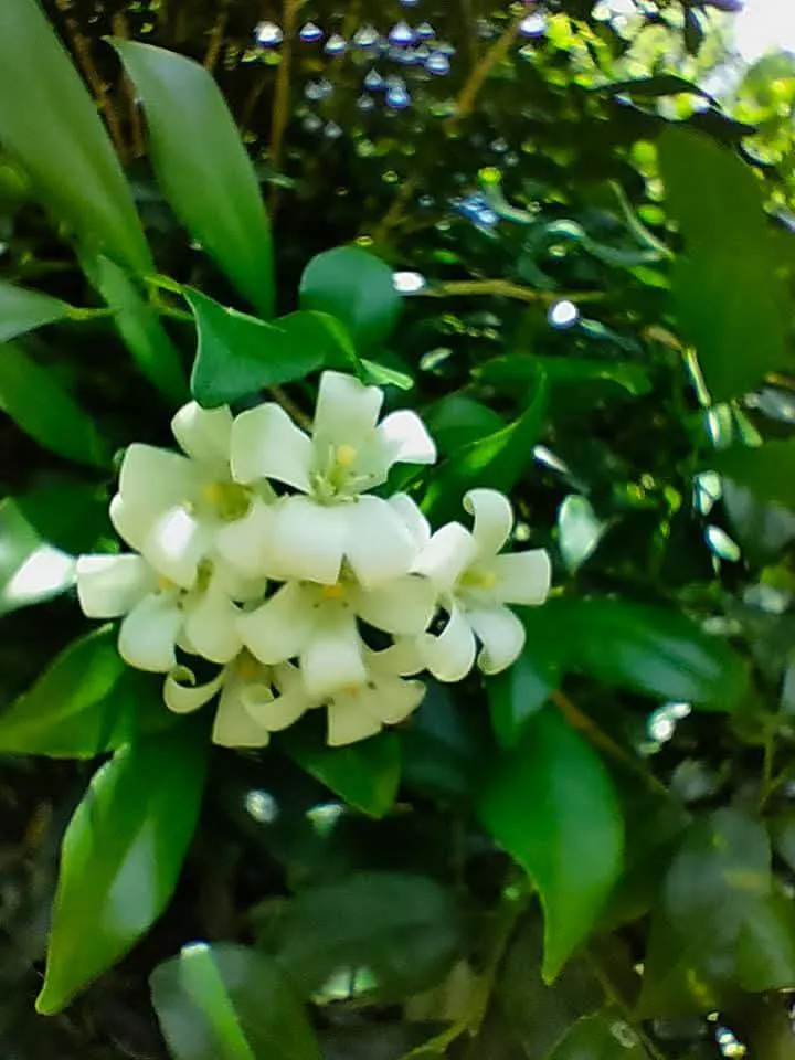 七里香很香的白色小花