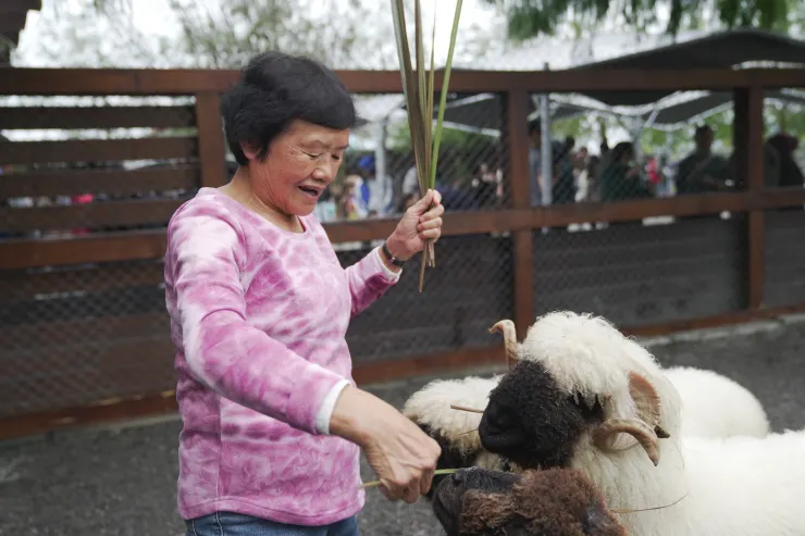 張美餵食有笑笑羊之稱的瓦萊黑鼻羊。(攝影/曾耀玄)
