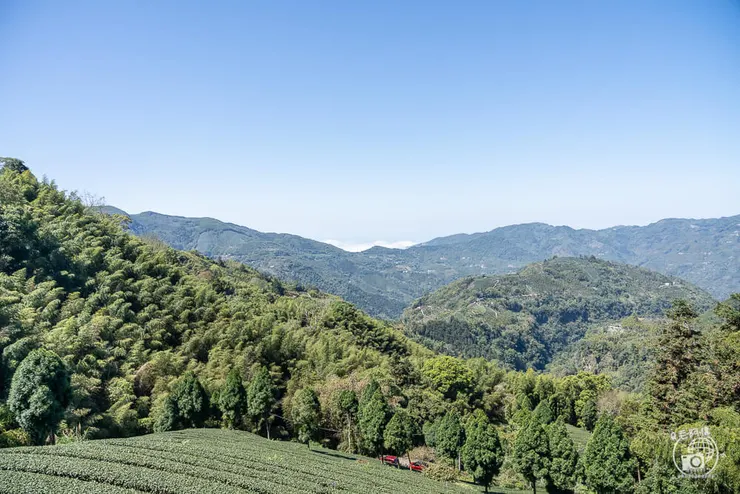 竹林茶席,瑞里茶席,瑞里茶葉,瑞里體驗,瑞里綠色隧道,綠色隧道,瑞里秘境,竹林小徑,瑞里竹林,阿里山秘境,瑞里景點,阿里山景點,嘉義景點,阿里山步道,瑞里步道