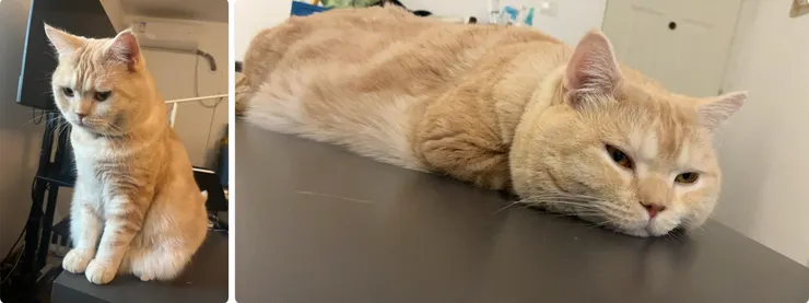 "楚楚可憐"&"一臉橫肉"😂