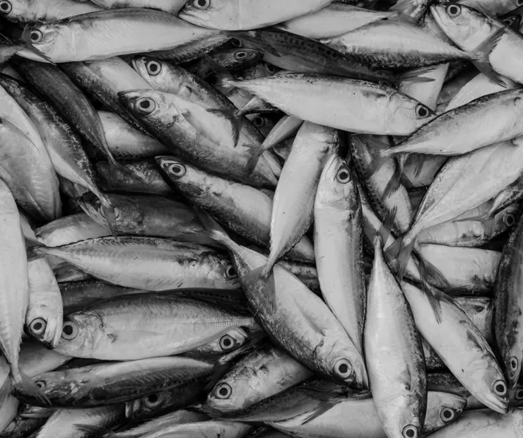 此圖片取自Canva