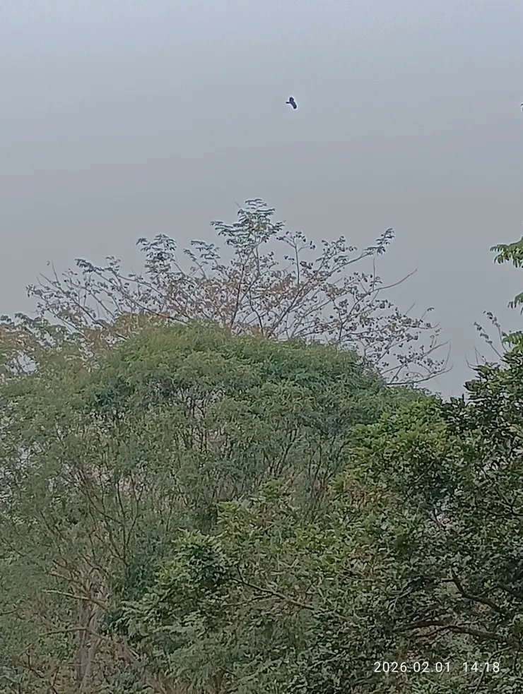 昨也見鷂婆迎我為客呢！