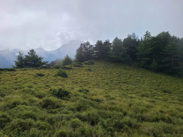 走左方稜線進樹林