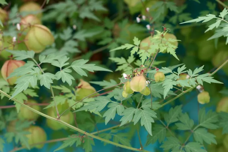 倒地鈴與它的花朵和果實（圖片來源：認識植物）