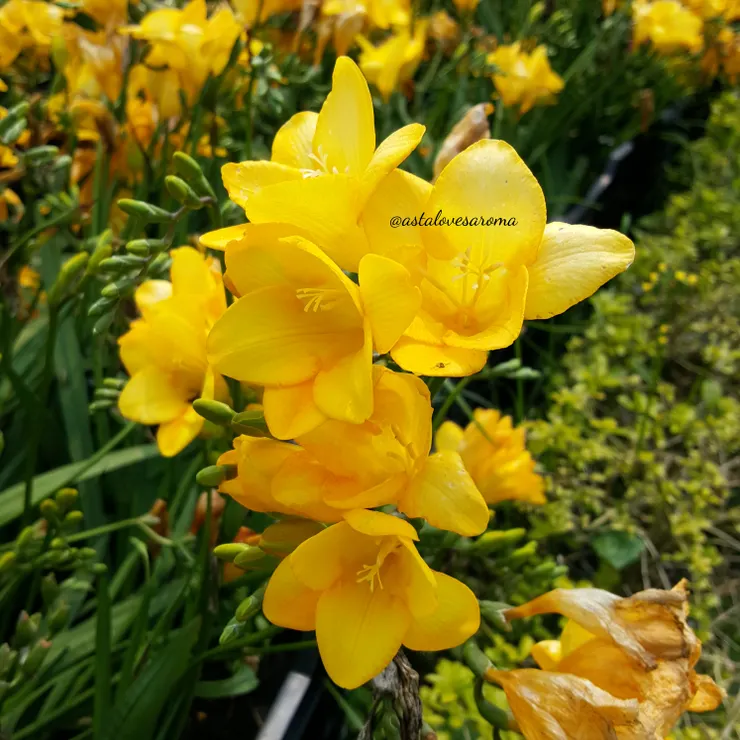 小蒼蘭 - 攝於中社觀光花市