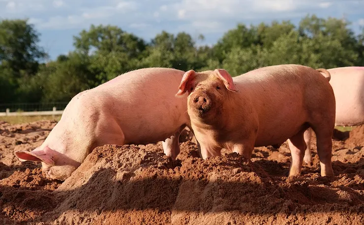 By kallerna - Own work, CC BY-SA 4.0