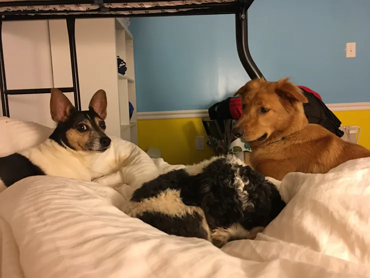 每晚不同毛孩床伴