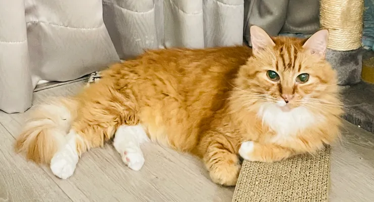 胖橘主子:奴才,沒看到我正在『瞪』你嗎?還不快快獻上罐罐。