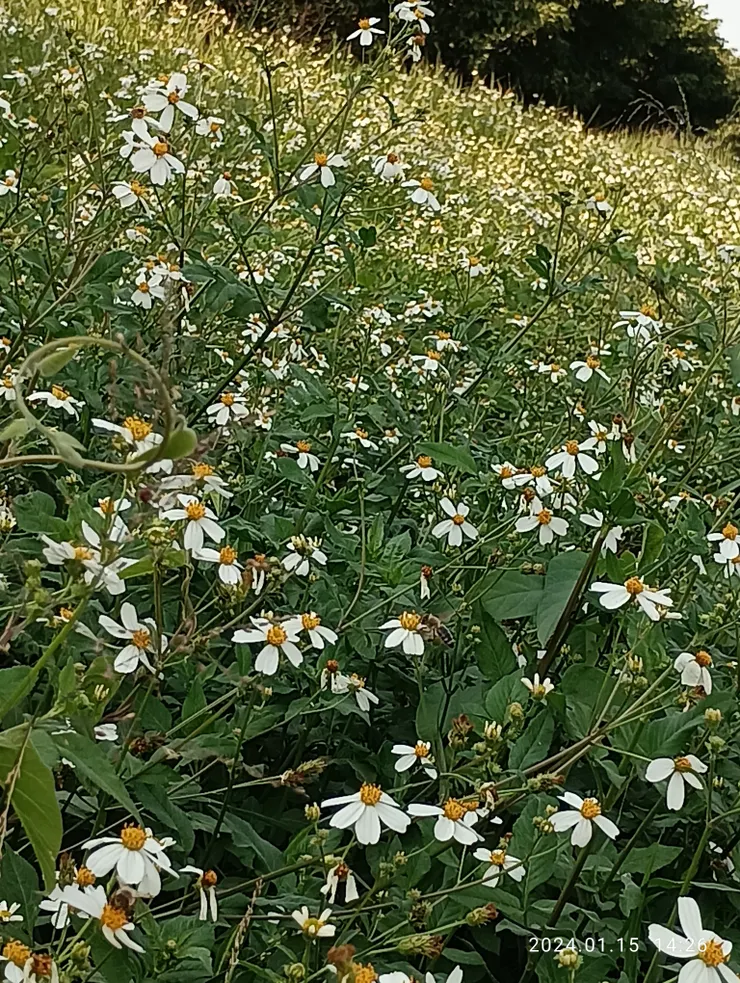 陌上咸豐連天際