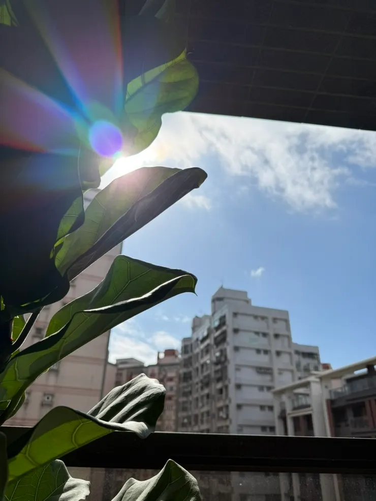 ☀️&nbsp;當陽光穿透樹葉，也讓我們看見自己內在的光。