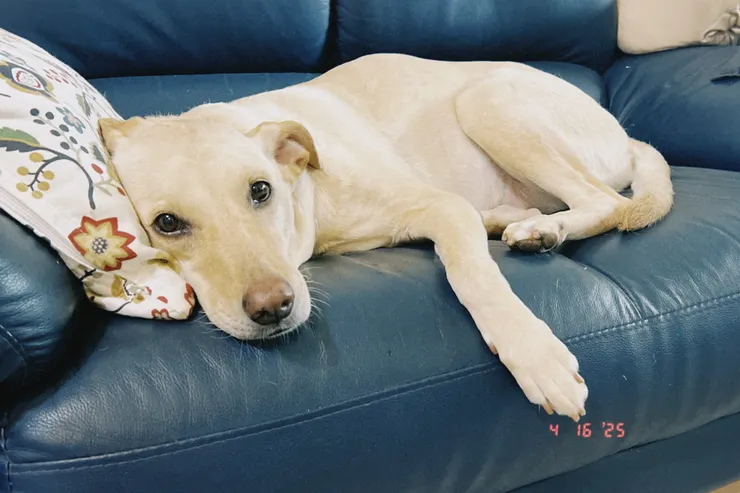 來一張可愛的雞蛋陪伴你