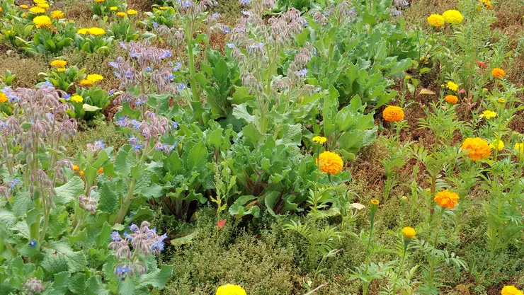 春來，與萬壽菊、金盞花一起共生的琉璃苣。