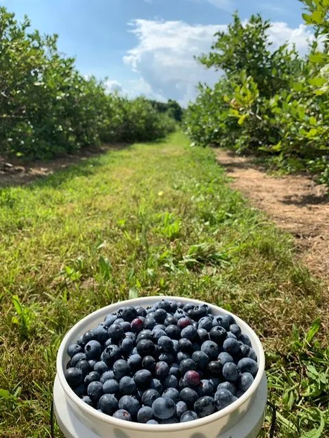 蔚藍天空下，採摘藍莓是夏天很好的親子活動。
