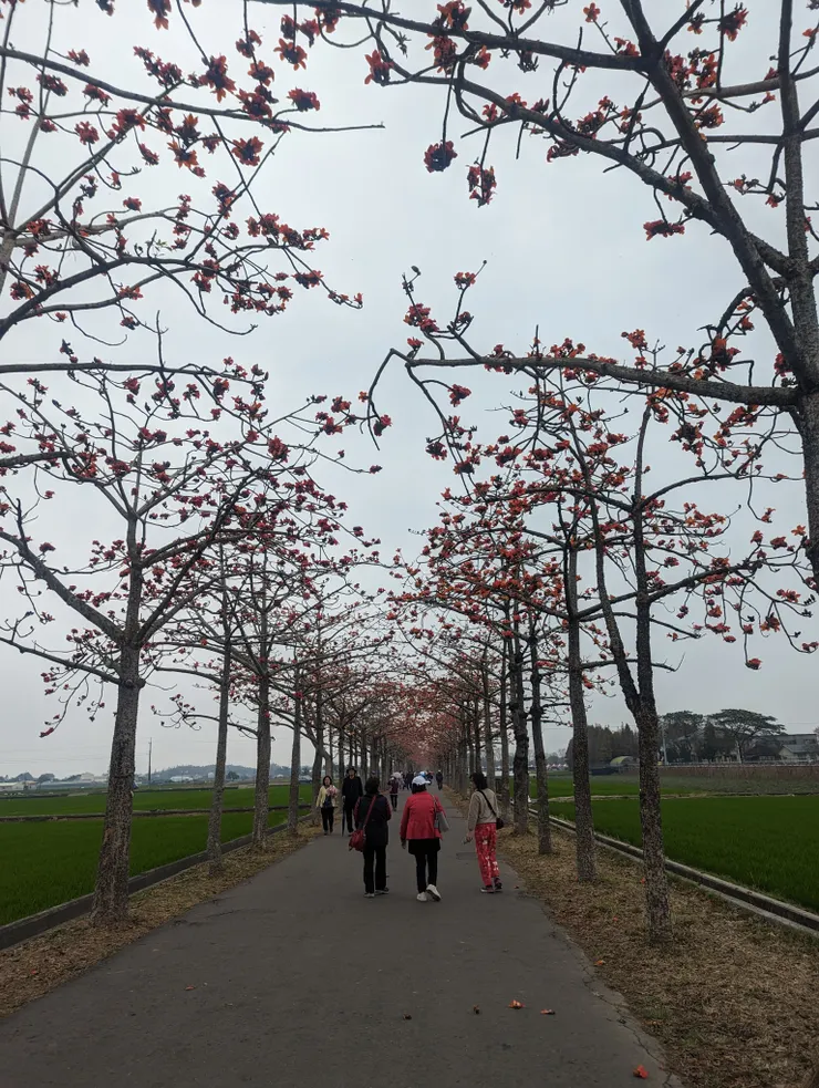 木棉花道