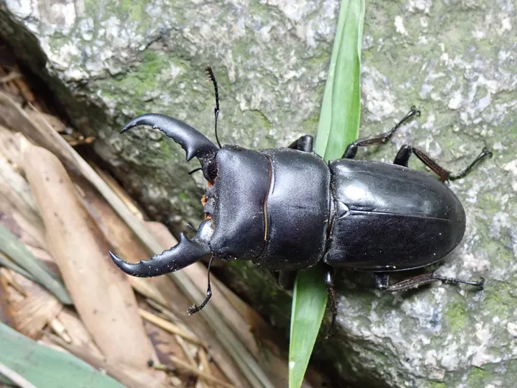 © 林棋欽 的觀察紀錄