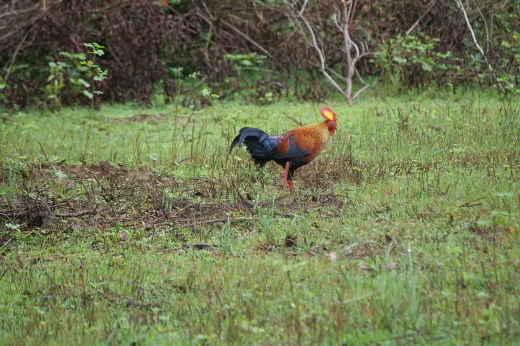 Sri Lanka Junglefowl 斯里蘭卡獨有種