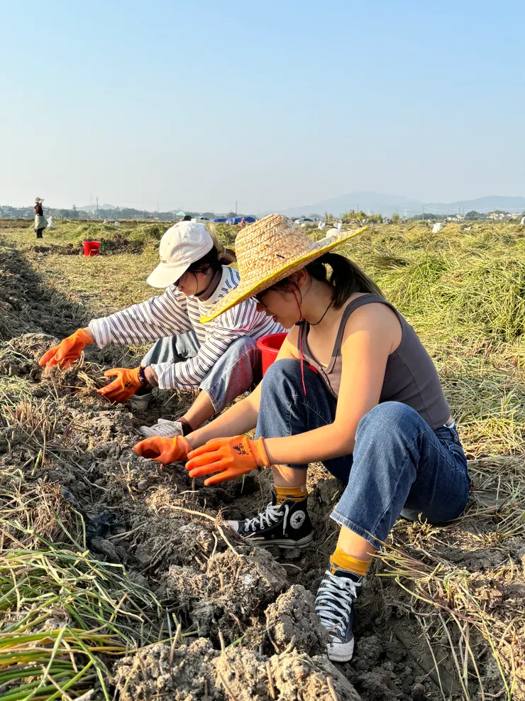   體驗挖馬蹄的同事