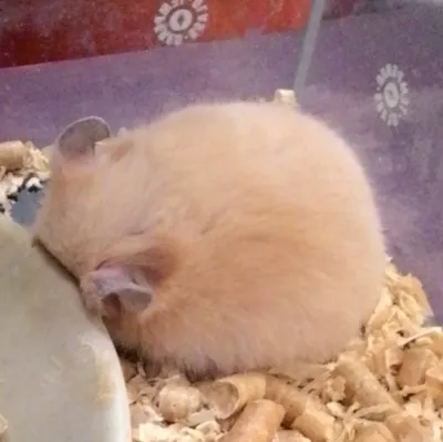 橘皮的園藝之路