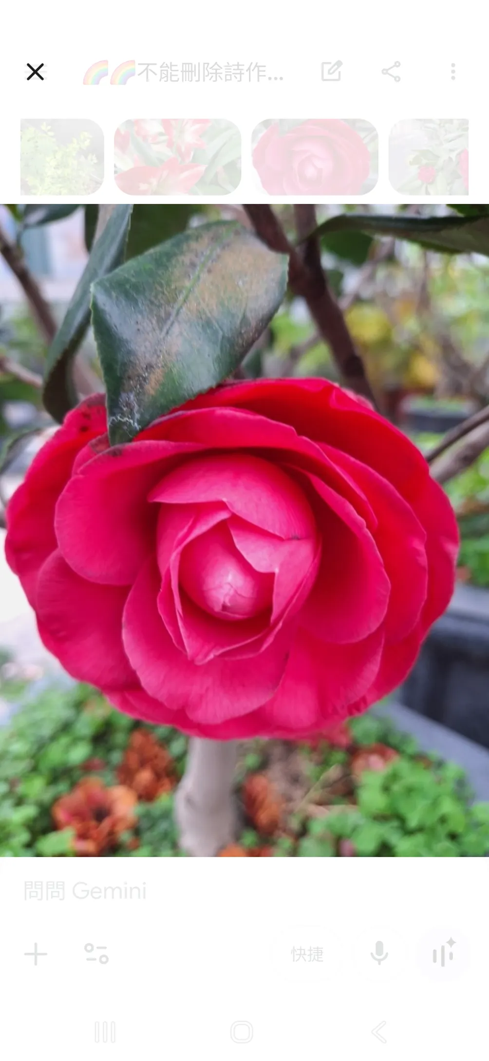 🌸絢之流金時光沙龍🌸🌿