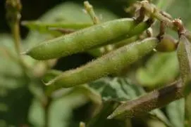 網路參考圖片~闊葉大豆（果實）