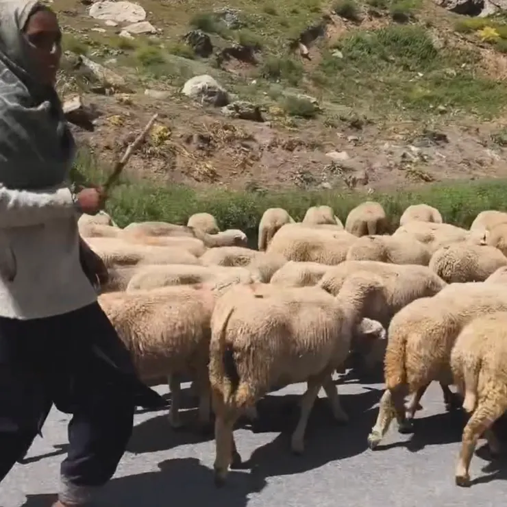 牧羊人趕羊