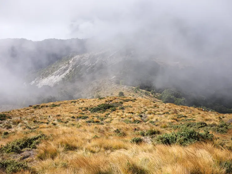 卑南主山南稜的玉山針藺黃金草原。(Photo by. HASSELBLAD X2D + XCD 55/2,5V)