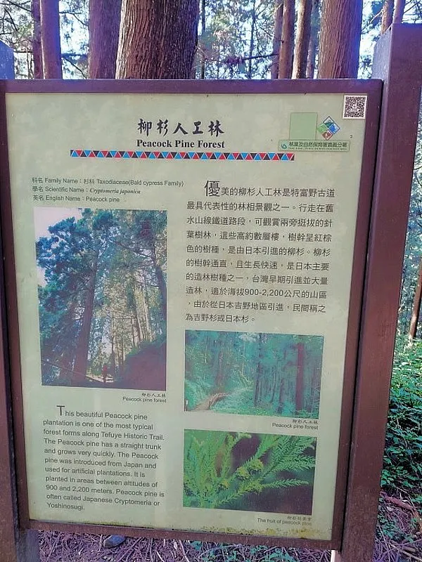 特富野古道 遍值柳杉人工林