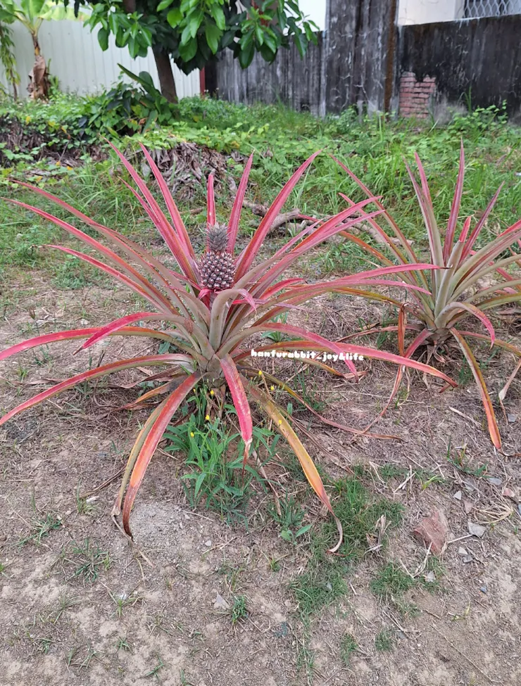色彩繽紛的鳳梨