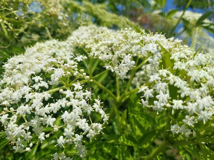 西洋接骨木花,那潔白厚實的聚繖型花序就像是一把蕾絲大傘,為各種昆蟲提供了一個庇蔭棲息之所