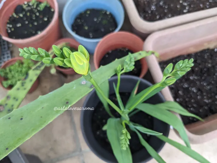 越長越大的小蒼蘭花苞 攝於 2026.1.1