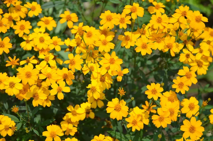 盛開的芳香萬壽菊