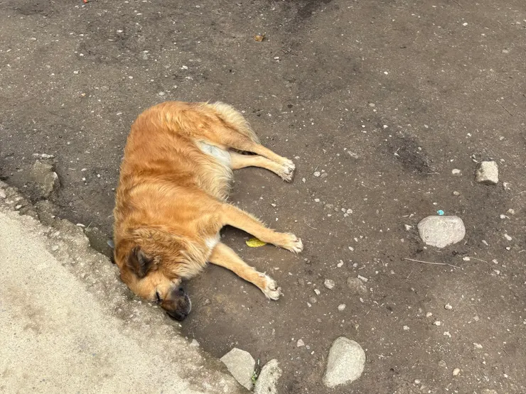 一走到出口就見到自在睡覺的小黃狗