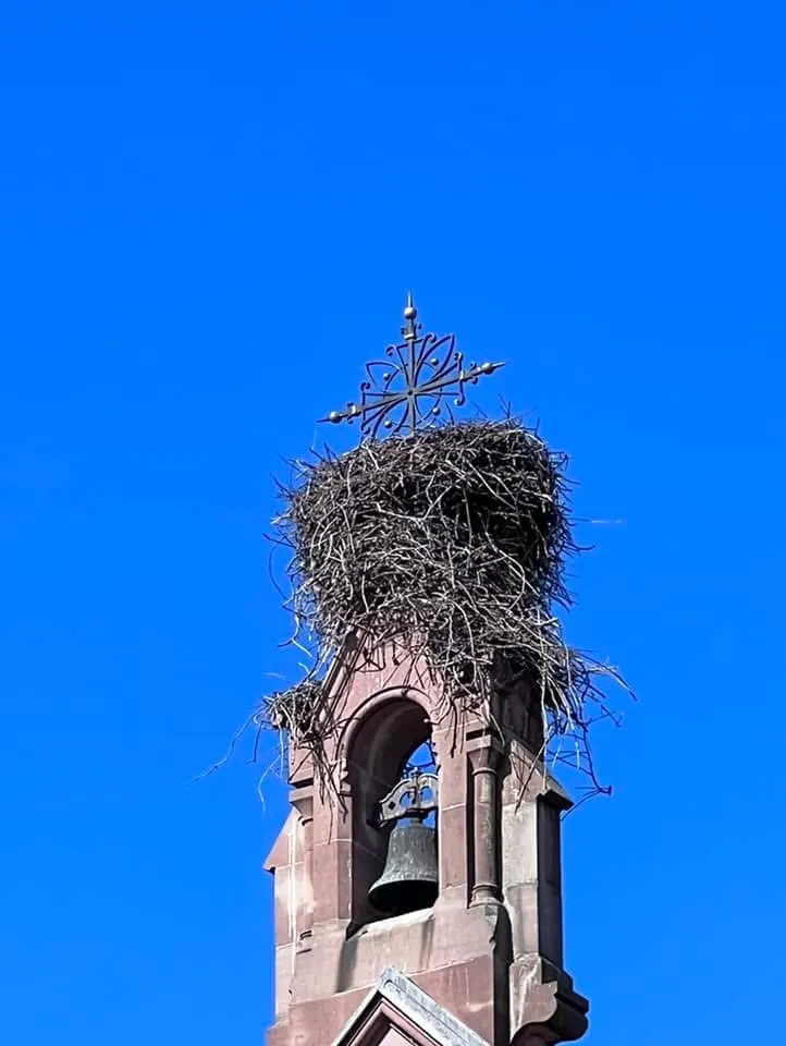 鐘樓上的巨大鳥巢