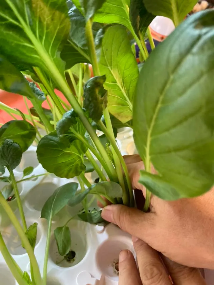 媽媽一起來摘菜～幸運樹
