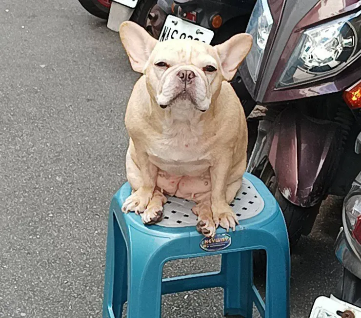 一家雜貨店的狗狗,表情總是很有戲