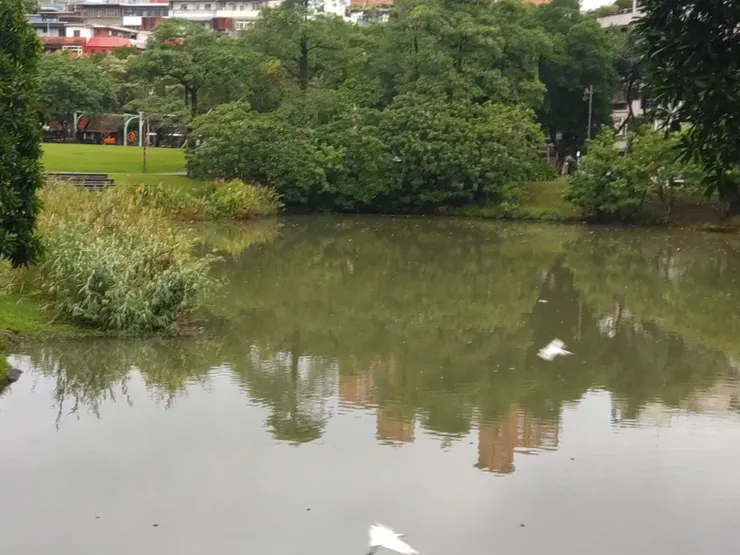 小白鷺飛起來的瞬間