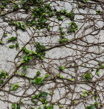 一把椅子，一場過境。