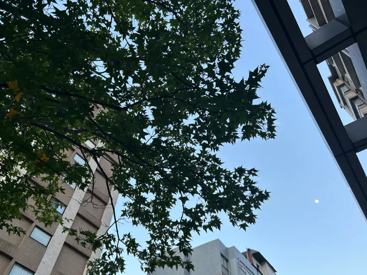 早上看的時候，才發現寶寶鳥和媽媽鳥都已不在。沒關係，只要牠們在一起就好。