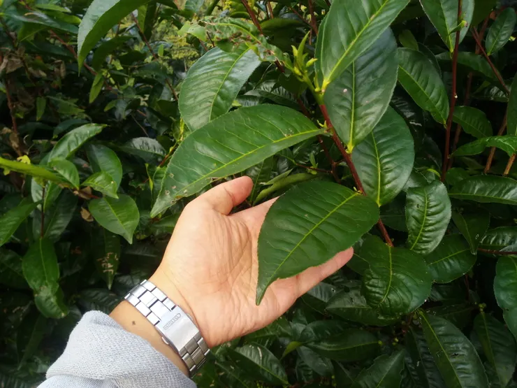 場區最早引進的阿薩姆大葉種茶樹與老安手掌對比