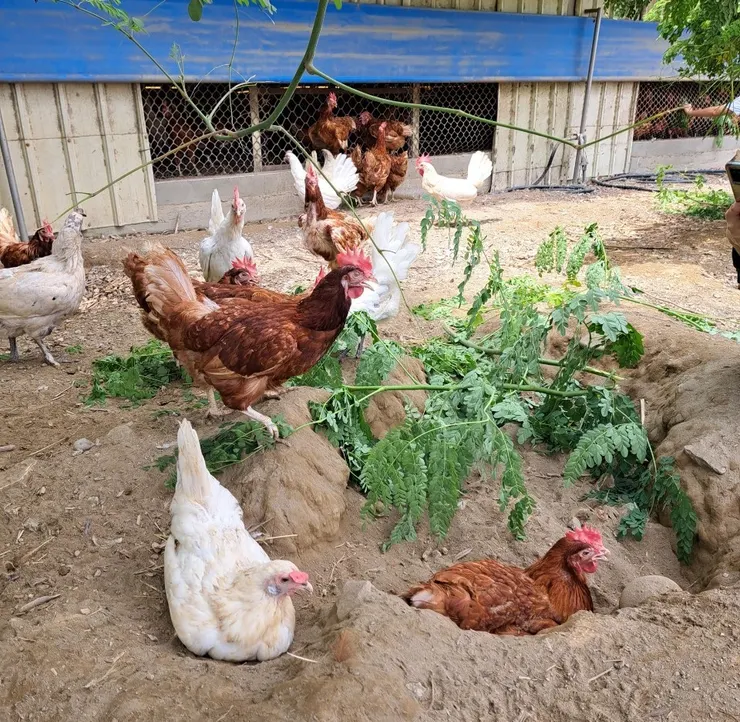 挖出沙坑在裡面爽洗沙浴