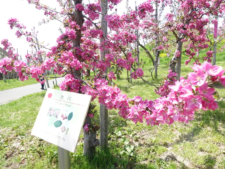 ▲春天盛開的蘋果花，也是十分漂亮。