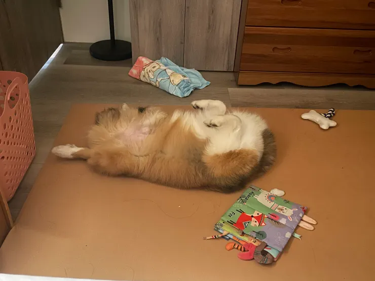 大玩特玩後累到四腳朝天囉