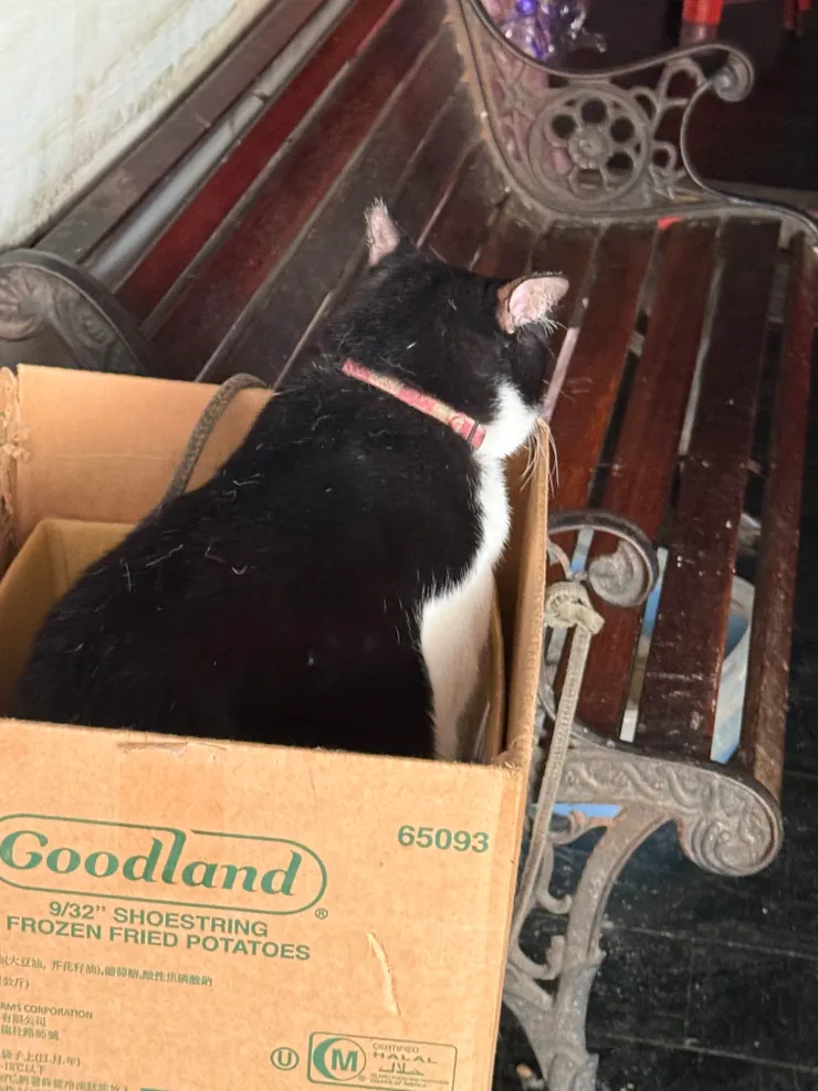 2026/01/26 胖胖貓