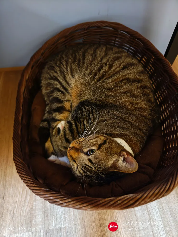 小貓貓襪襪,這張也有著優異的畫質與散景(SHARP AQUOS R9 pro,23mm)