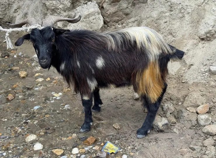 同屬於哺乳類的眼神讓人不捨