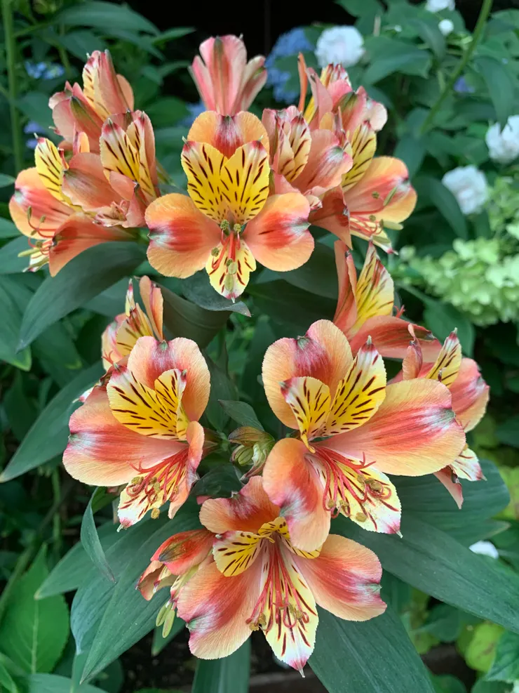 拍摄于新加坡湾边花园