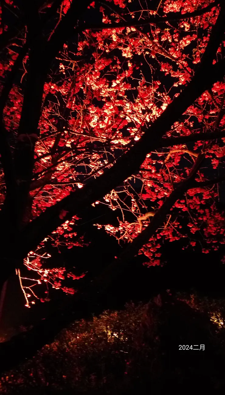 紅艷夜櫻