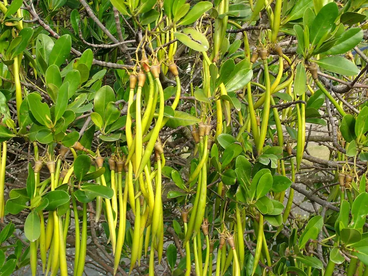 水筆仔的胎生苗（圖源：文化部國家記憶庫）