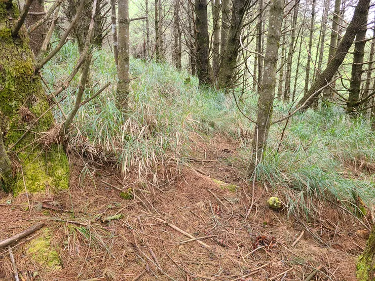 看起來多少有路跡喔，莫非也有山友這樣?