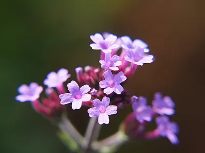 src